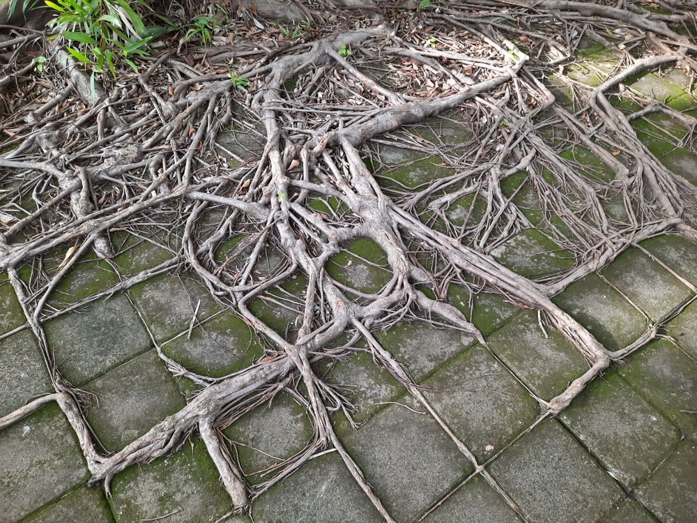 How do invasive tree roots secretly create empty voids under your driveway - polyco spray foam - concrete lifting in louisiana